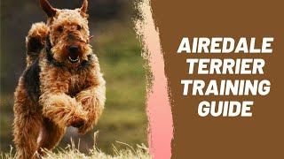 Airedale Terrier Training Guide [upl. by Arreis144]