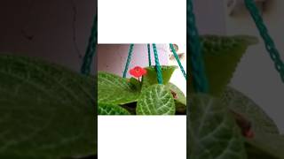 Episcia cupreatagardeningindoorplantsshortsshortsfeedshortvideotrendingviralshortshort [upl. by Lawry746]