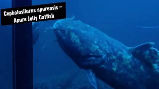 Cephalosilurus apurensis – Apure Jelly Catfish [upl. by Doherty]