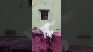 🥰❤yaarenna sonnalum tamilsong pigeon 💗💗 Like and Subscribes ❣❣❣❣❣❣ [upl. by Fritz596]