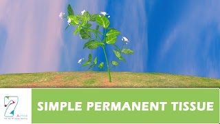 SIMPLE PERMANENT TISSUE [upl. by Daffi]