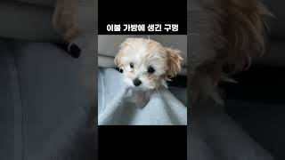 프리즌  내가 만든 내 세상이야  멍석규 The Prison  Yulmoo 말티푸 강아지 [upl. by Neelie]