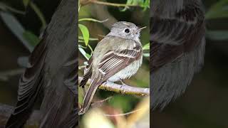 Hammonds Flycatcher Song Video Nature Sounds of Birds [upl. by Elbart]