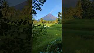 Before and After 😊 agriculture philippines farming gardenharvest [upl. by Sidran]