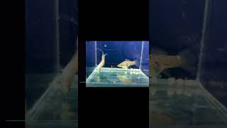 Guentheri Spotted Swordtail sword fish rare [upl. by Xam]