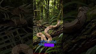 Amazon Rainforest sciencefacts​ facts​ shorts​ shortvideo Most Dangerous And Forest In The World [upl. by Niltyak419]