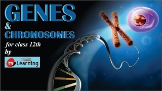 GENES amp CHROMOSOMES SEX DETERMINATION  05 For Class 12th and JIPMER [upl. by Ahsurej272]