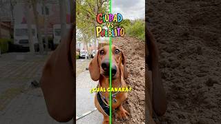 Me AYUDAS🥰 Cuál elijo🤔 dachshund perrosalchicha teckel perrosgraciosos [upl. by Quintus]