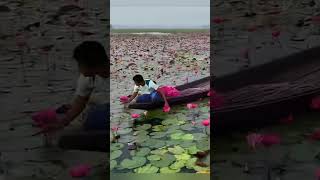 Water lilies waterlily youtube song youtubeshorts lily waterlilies [upl. by Ettenil]