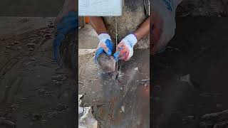 Amazing Tilapia Fish Fast cutting Skills By Machineshortvideo [upl. by Terrie]