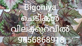 otta combo 14 variety 1000 matram vegam vayo9656868918 plant lovers [upl. by Derril]