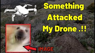 Something Attacked My Drone While Searching for Aidan Clune [upl. by Jenne]