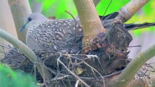 Amazing Dove nest in tree  Dove call  Awesome Dove nest in tree [upl. by Ahsaeyt]