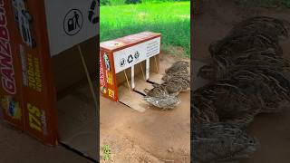 Fantastic DIY Quail Trap  Best Quail Trap Using Cardboard Box And Hole shorts [upl. by Ansev]