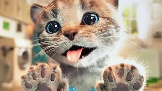 Gatinho Fofo Aventuras  Desenho Animado Novo  Little Kitten Preschool Adventure Educational Games [upl. by Enidlareg]