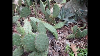 Prickly Pear Cactus in our Northern Garden in January [upl. by Onaivatco]