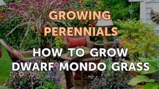 How to Grow Dwarf Mondo Grass [upl. by Johppah]