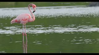 Tortola British Virgin Islands  Flamingos at Beef Island Salt Pond [upl. by Swinton]