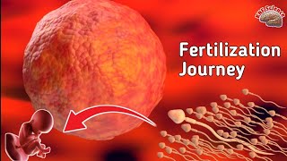 🌟Unveiling the Wonders of Fertilization The Miracle of Life 🌟 Process of FertilizationConception [upl. by Yeaton]