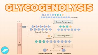 Glycogenolysis Glycogen Breakdown  Metabolism [upl. by Sirahs]