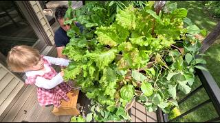 Garden Tower 2 unboxing planting 19 days of growth to first harvest [upl. by Giliane]