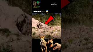 Wild Boar vs Cheetah FIGHT Did Hyena Save the Day 🔥 [upl. by Clarance391]