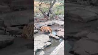 the thirsty P 652 tiger at pannatigerreserve savetiger wildlife animalsighting tigersighting [upl. by Carr]