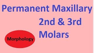 Permanent Maxillary 2nd amp 3rd molars [upl. by Sibel]