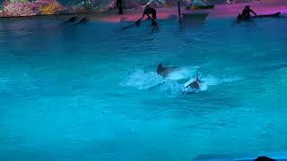 Kolmården Dolphins show [upl. by Amimej]