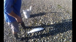 Coho at Possession point bait Co getting bigger 16th to 19th of Aug [upl. by Bird]