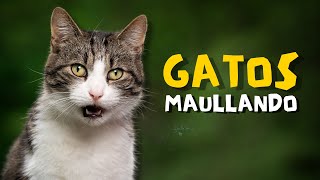 GATOS MAULLANDO  Un vídeo especial para escuchar sonido de gato [upl. by Yrellav]