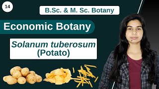 Economic Botany  Solanum tuberosum Potato  B Sc amp M Sc [upl. by Haim956]