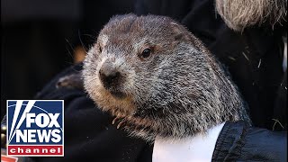 Punxsutawney Phil predicts early spring on Groundhog Day 2024 [upl. by Milas]