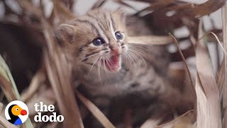 This Perfect Creature Is The Worlds Smallest Wild Kitten  The Dodo Little But Fierce [upl. by Joslyn211]