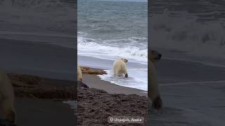 Polar Bear Encounter in Alaska [upl. by Aenil]