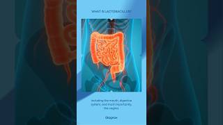 What is Lactobacillus lactobacillus uti urinaryhealth [upl. by Whitehouse]