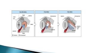 EMBRYOLOGIE Quatrième semaine du développement embryonnaire DR LAOUCHE [upl. by Valaria]