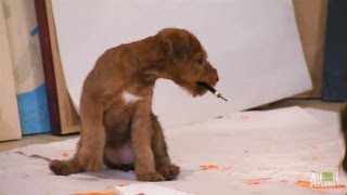 Artistic Irish Terrier Pups  Too Cute [upl. by Ainez]