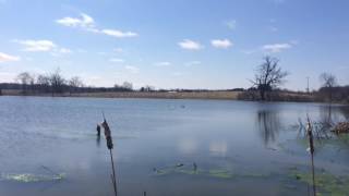 Trumpeter swans return to pond near Ann Arbor [upl. by Sigmund]