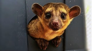 Couple Keep Mischievous Kinkajou As Pet  CUTE AS FLUFF [upl. by Nager]