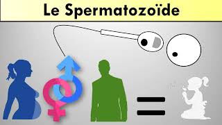 Le spermatozoïde [upl. by Eulalie]