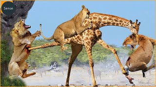 Giraffe Alone Defeats A Herd Of Lions Painful  Ending For The Lions Of Gluttony  Wild Animals [upl. by Snej]