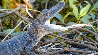 Wildlife Rebounds from Hurricane Milton after Circle B Bar Reserve Reopens [upl. by Lyudmila490]