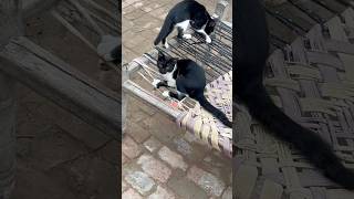 miao cute miao mi mi mama cat funny memes dsnewvlogs [upl. by Eehc]