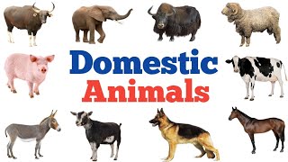 Domestic Animals Name  Domestic animals  Learn domestic animals names  domestic animals [upl. by Nylirac]