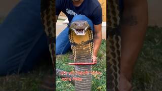 কিং কোবরা সাপ কোথায় পাওয়া যায় King Cobra Snake Location snakevideo snake সাপ [upl. by Genisia355]