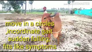 HOW VET SAVED CIRCLING COW surra treated and saved lifetrypanosomiasis [upl. by Nwadal]