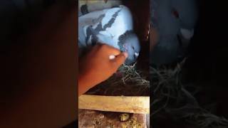 Pegion layed 2nd egg🥚youtubeshorts birds minivlog pegionegg viralvideo myfarmbuddies petsvlog [upl. by Vassili]