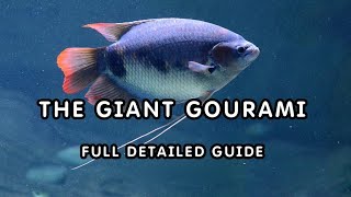 GIANT GOURAMI CARE IN DETAILS  WATCH FOR IN DEPTH ANALYSIS [upl. by Ahsekyw651]