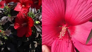 New hibiscus Gudahal मे ज्यादा फूल के लिए कौन सा खाद डालेपीली पट्टी Chlorosis को कैसे ठीक करें। [upl. by Undine]